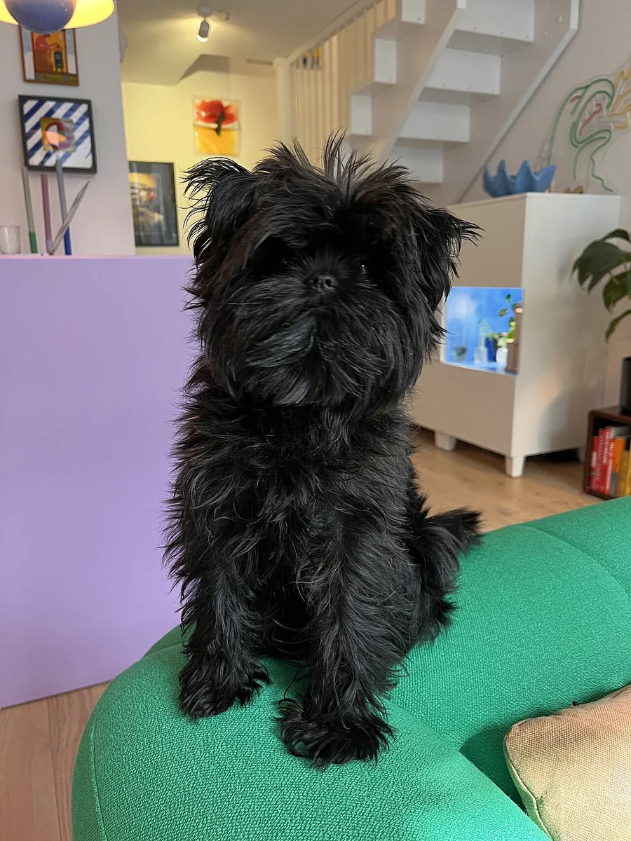 Affenpinscher dog