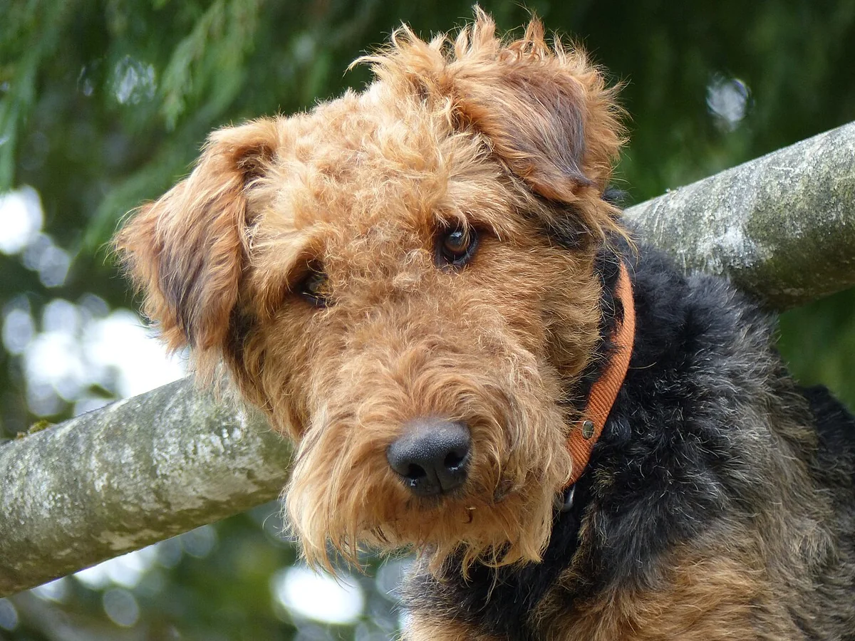 Airedale Terrier dog