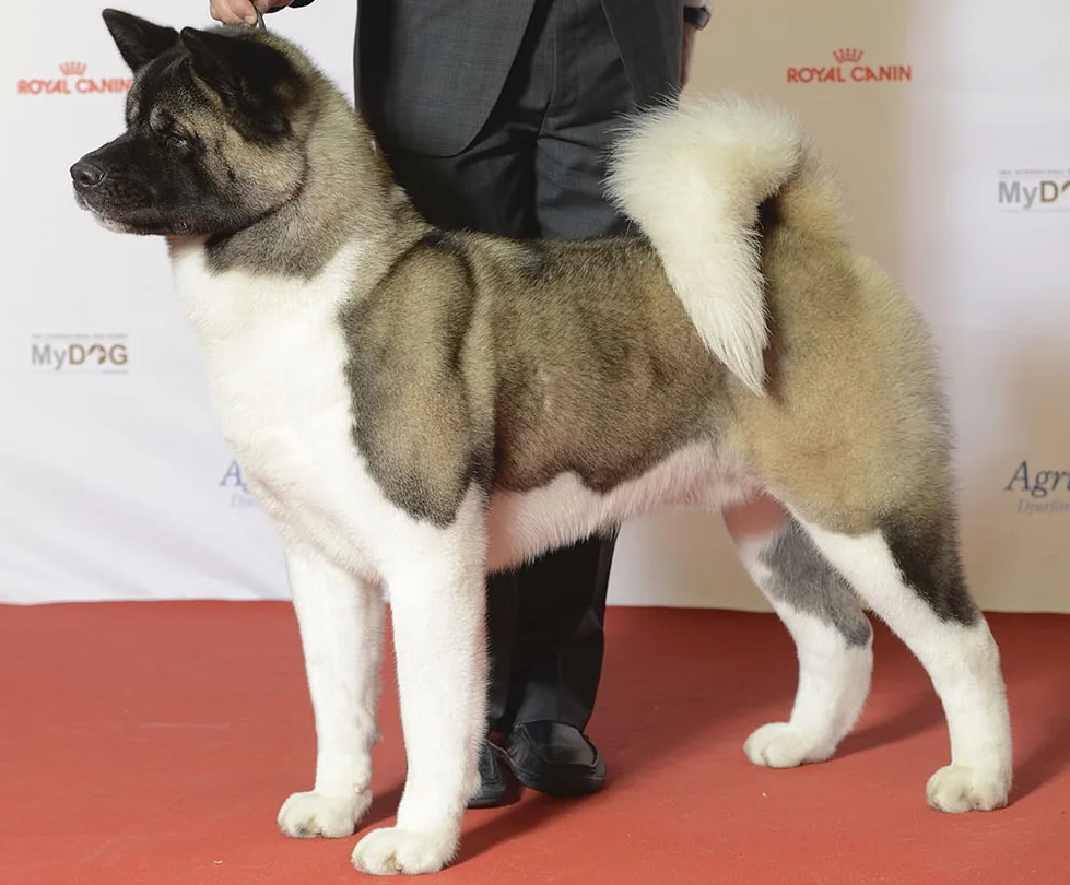 Akita dog
