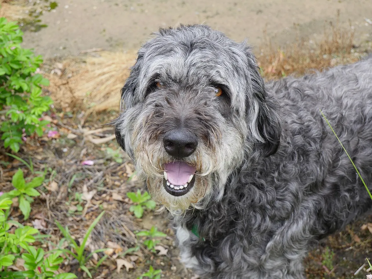 Gray and white Aussiedoodle in a garden