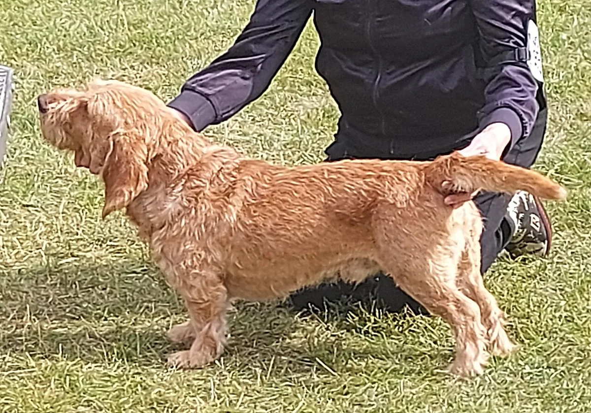 Basset Fauve de Bretagne dog