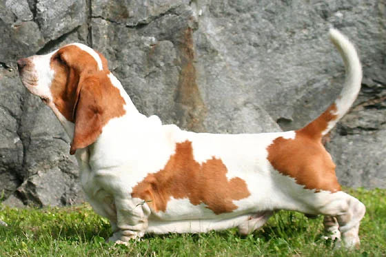 Basset Hound dog