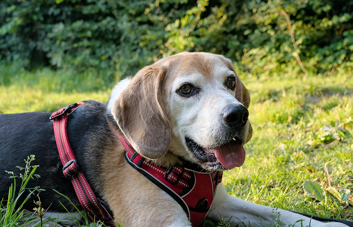 Beagle dog