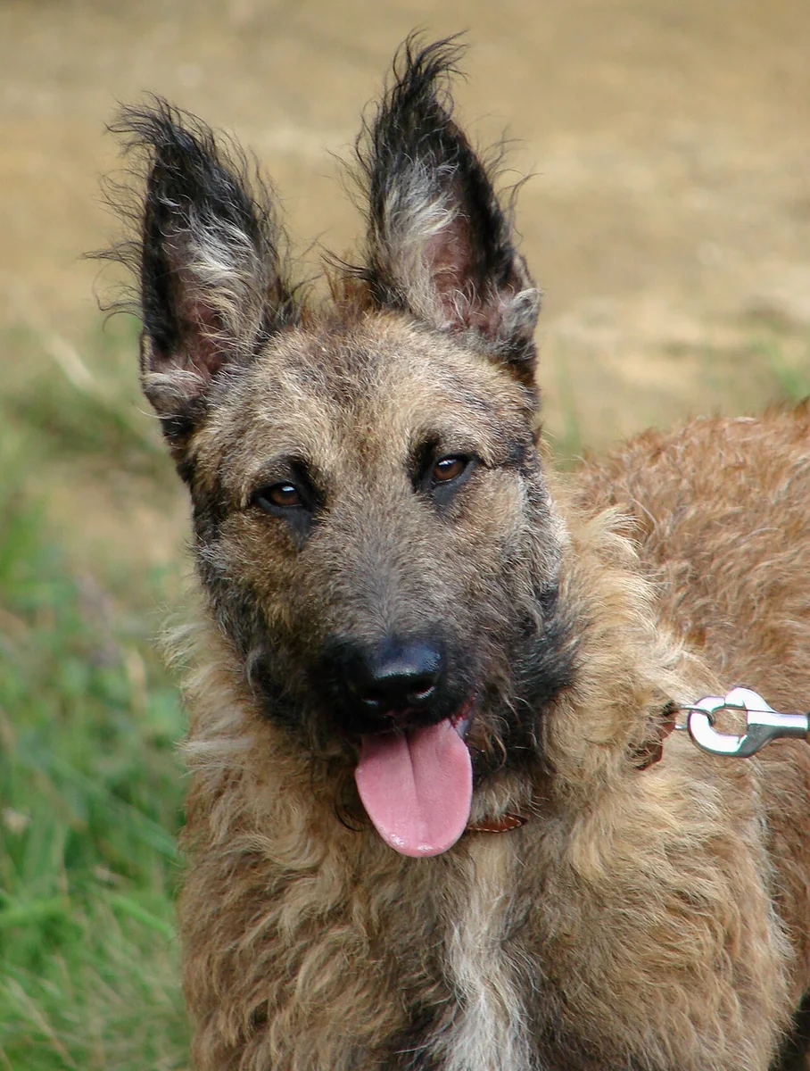 Belgian Laekenois dog