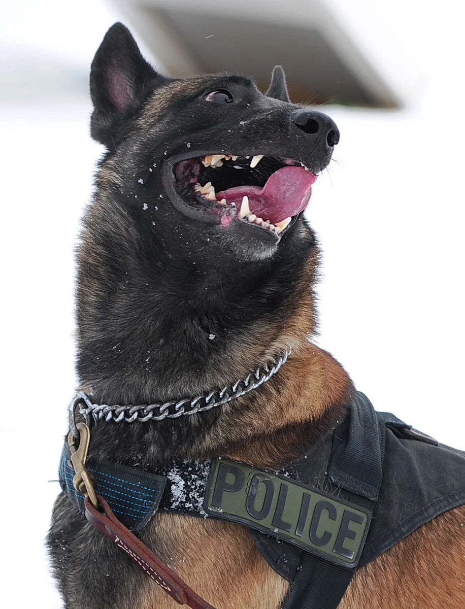 Belgian Malinois dog