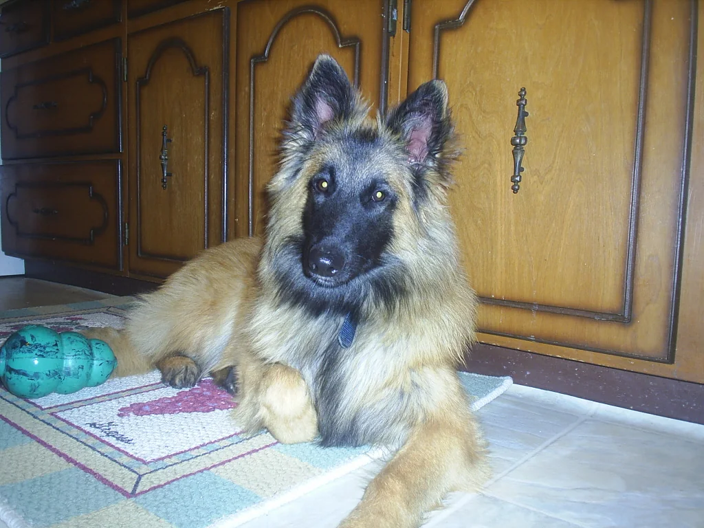 Belgian Tervuren dog