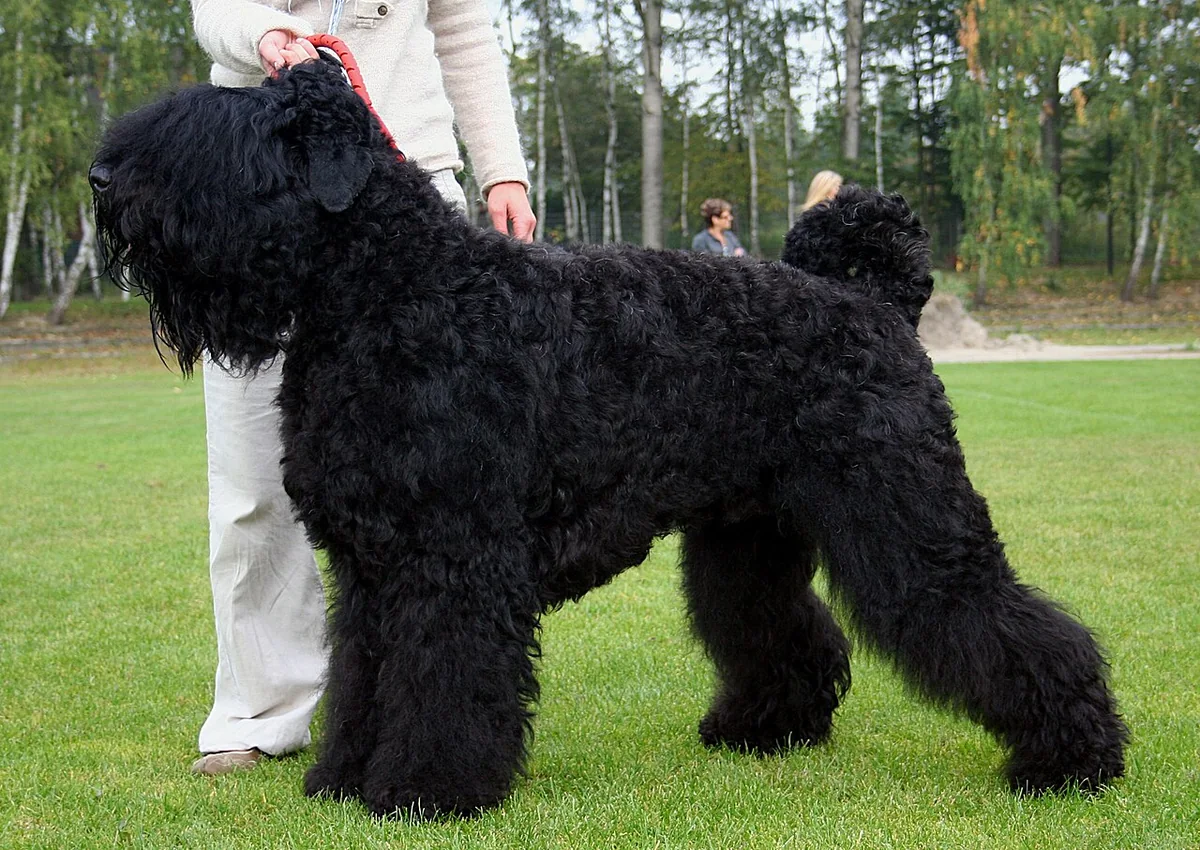 Black Russian Terrier dog