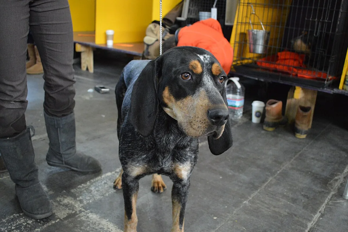 Bluetick Coonhound dog