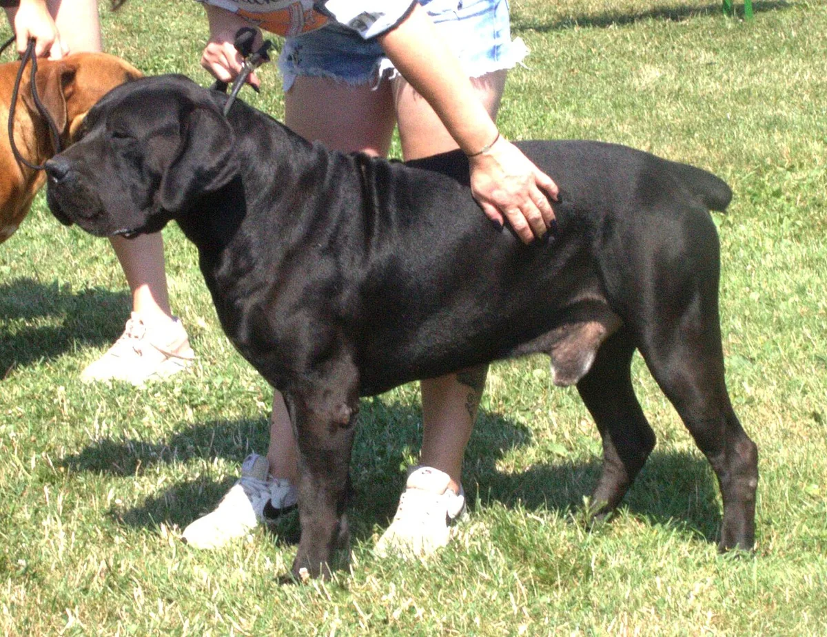 Boerboel dog