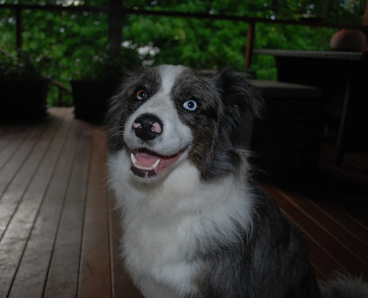 Border Collie dog