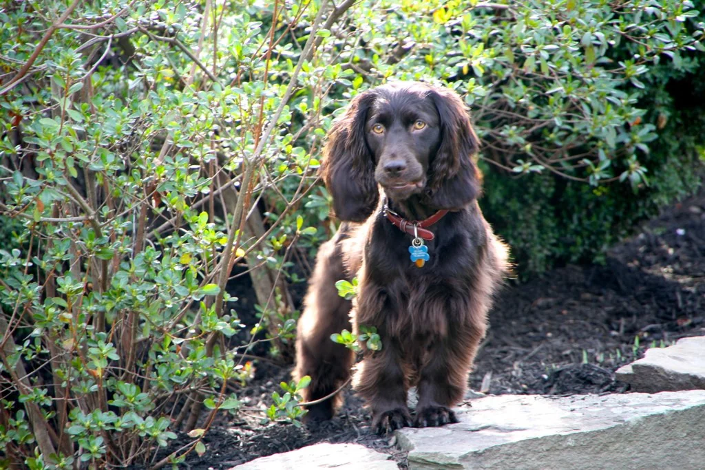 Boykin Spaniel dog