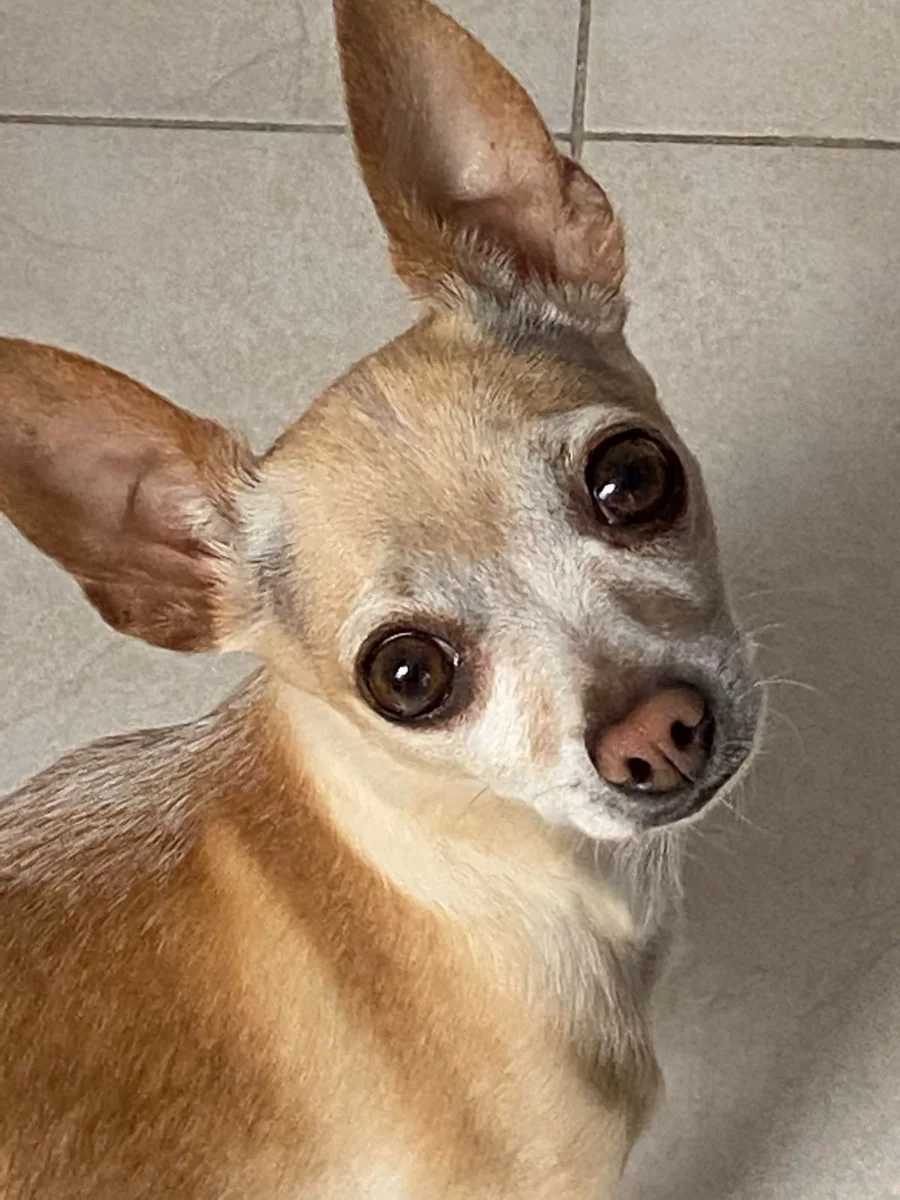 Chihuahua dog