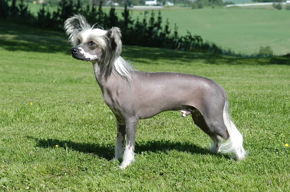 Chinese Crested dog