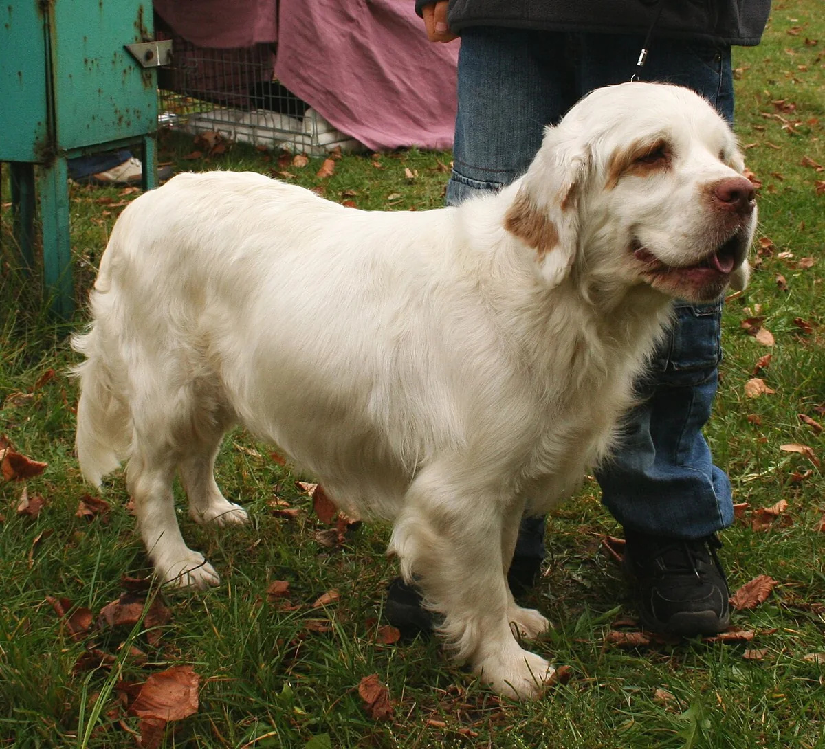 Clumber Spaniel dog