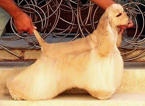 Cocker Spaniel dog