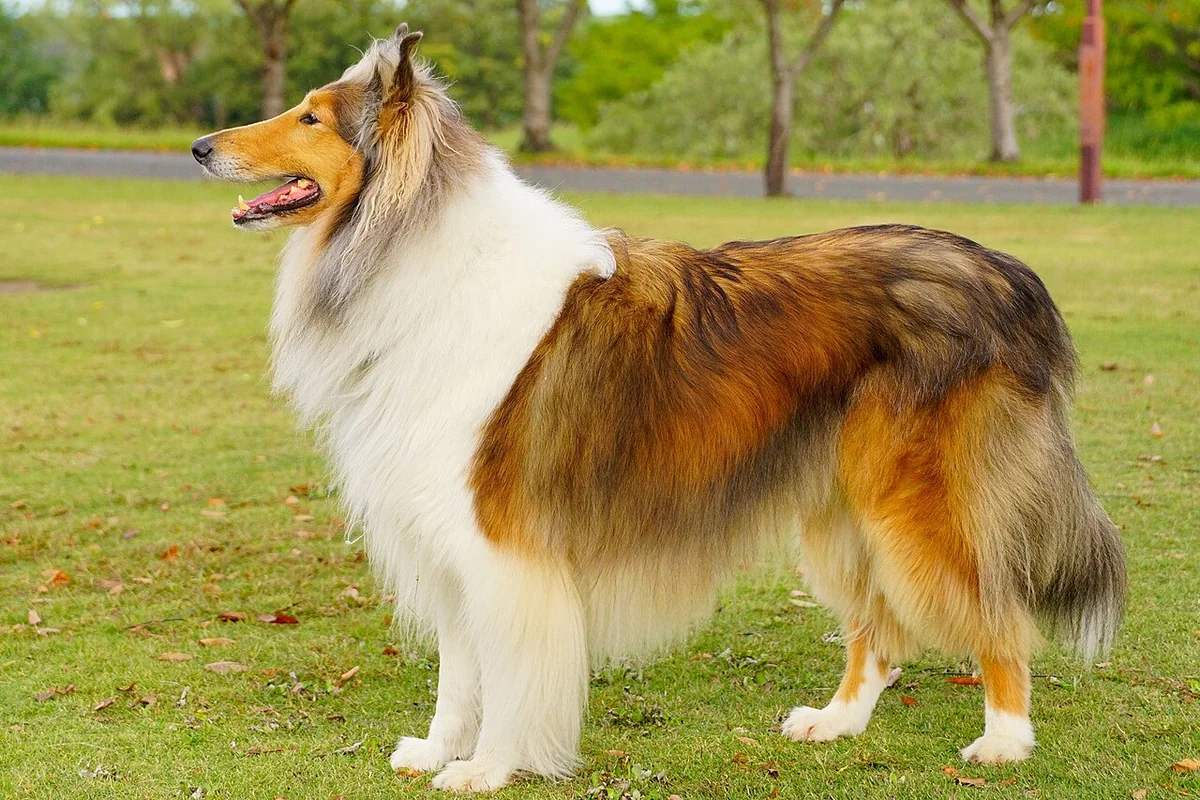 Collie dog