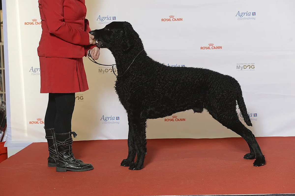 Curly-Coated Retriever dog