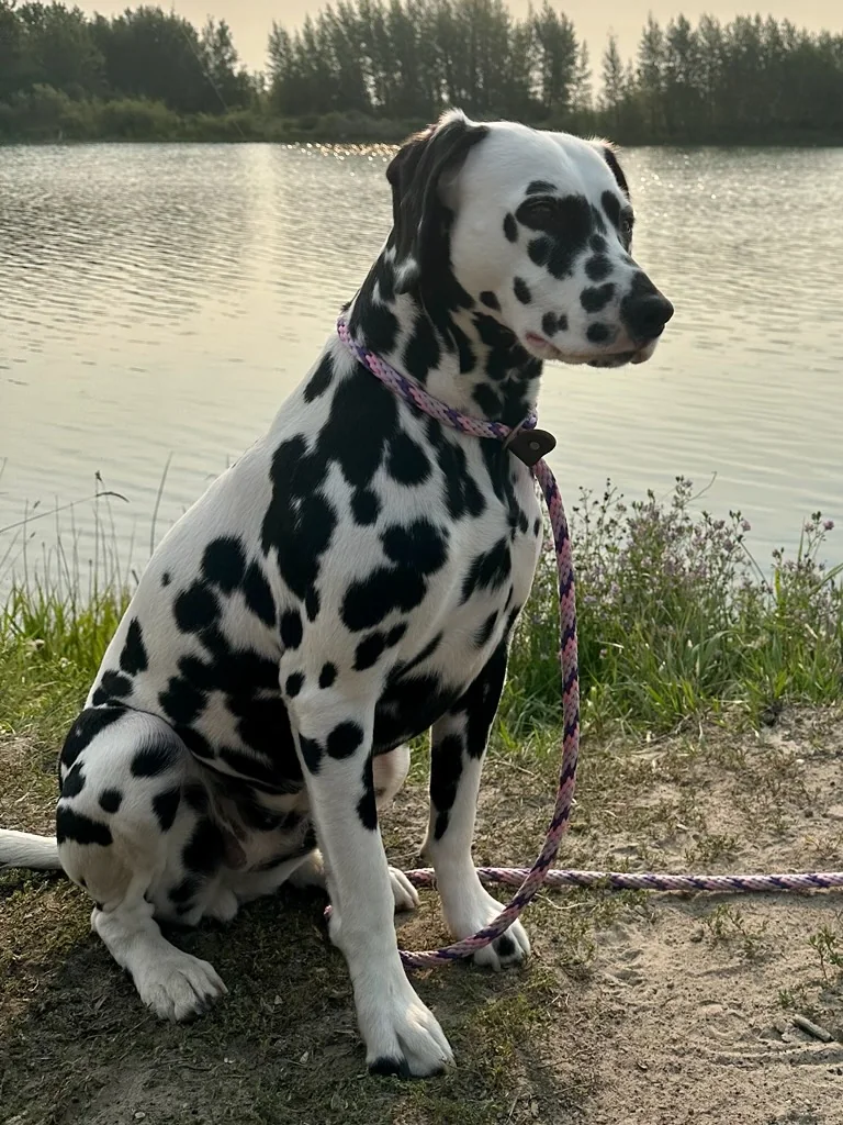 Dalmatian dog