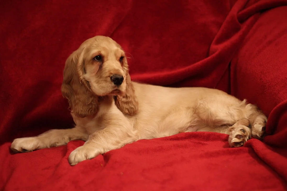English Cocker Spaniel dog