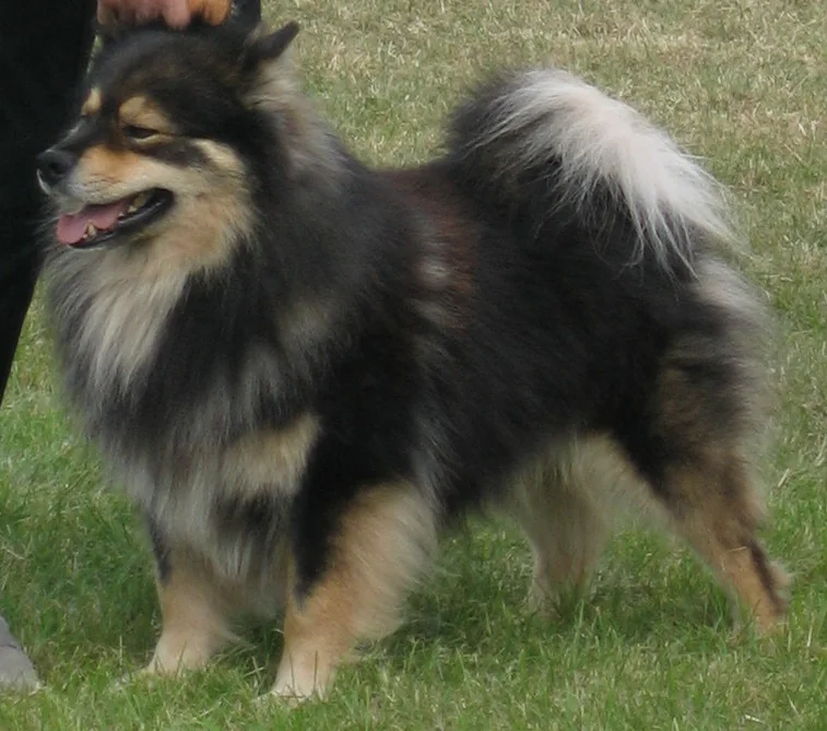 Finnish Lapphund dog