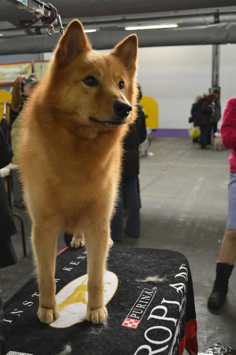 Finnish Spitz dog