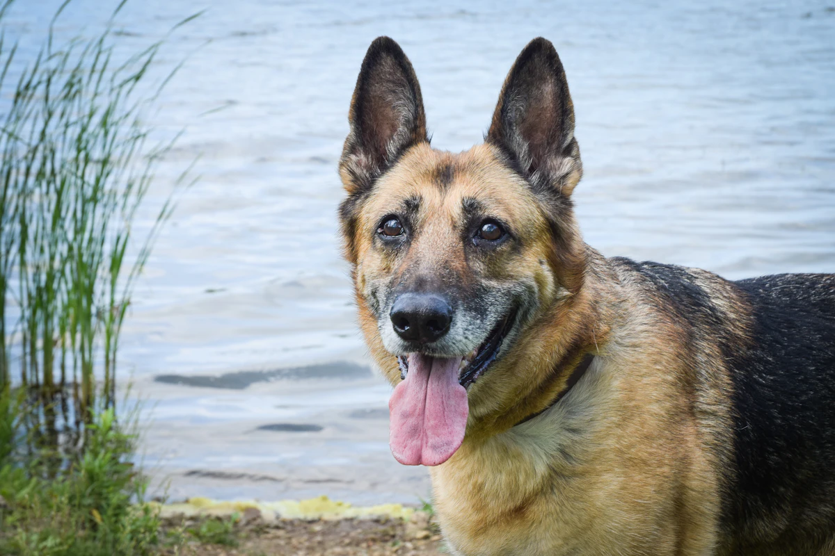 German Shepherd