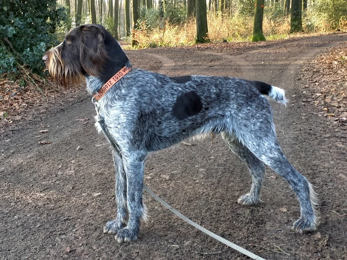 German Wirehaired Pointer Dog Grooming in NYC | NYC Pet Grooming