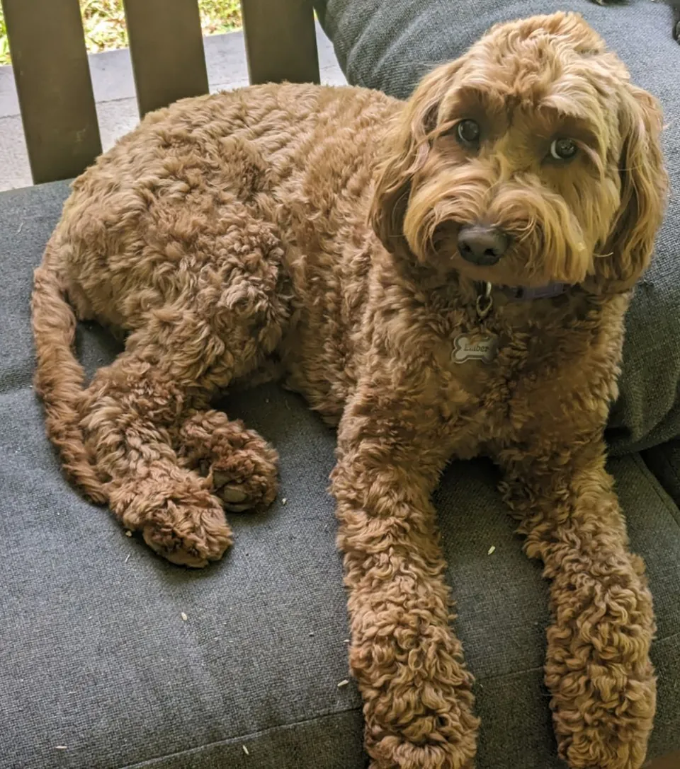Golden-brown Goldendoodle resting on a sofa