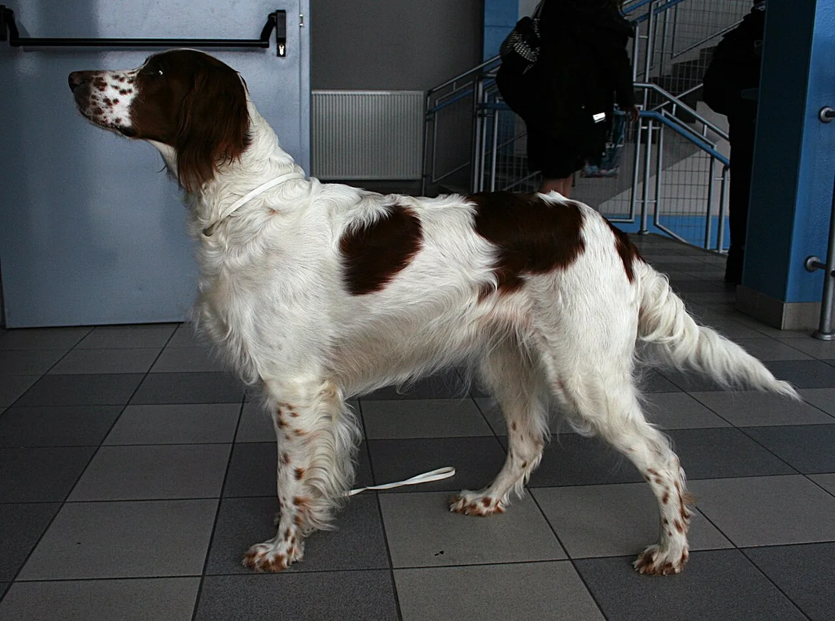 Irish Red and White Setter dog