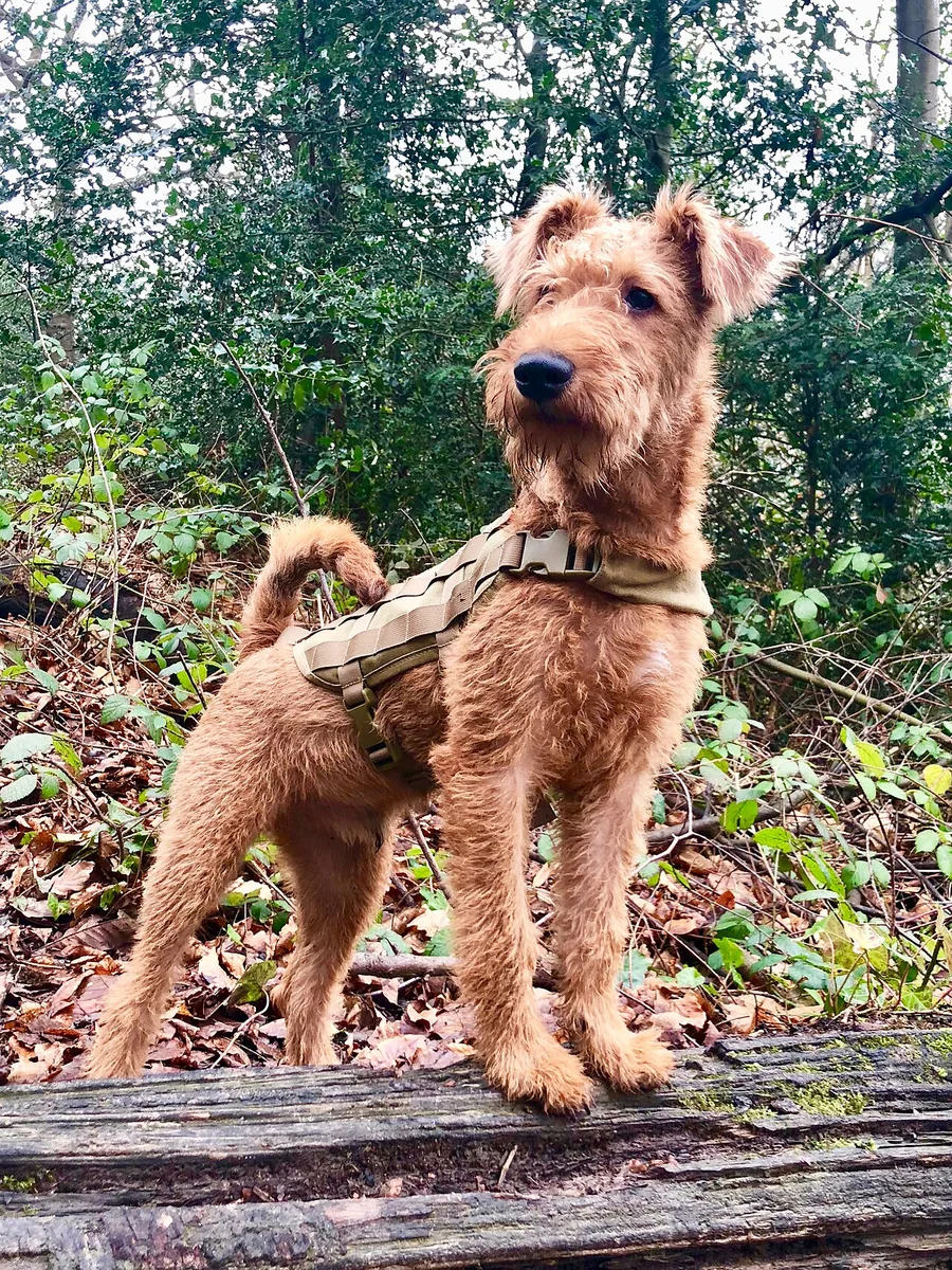 Irish Terrier dog
