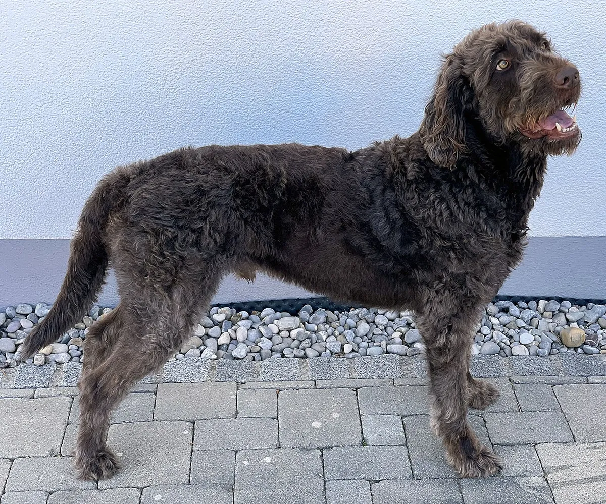 Brown Labradoodle standing with a freshly trimmed coat