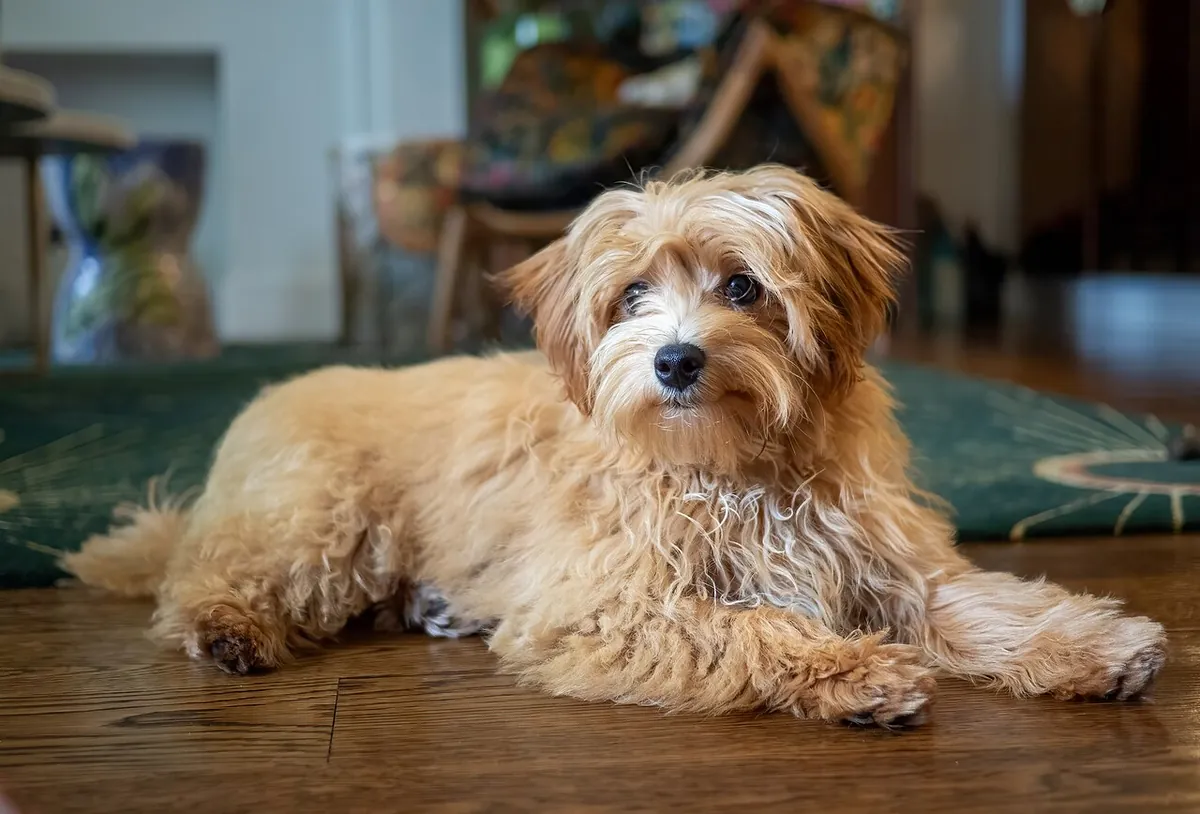 Tan and white Maltipoo resting indoors