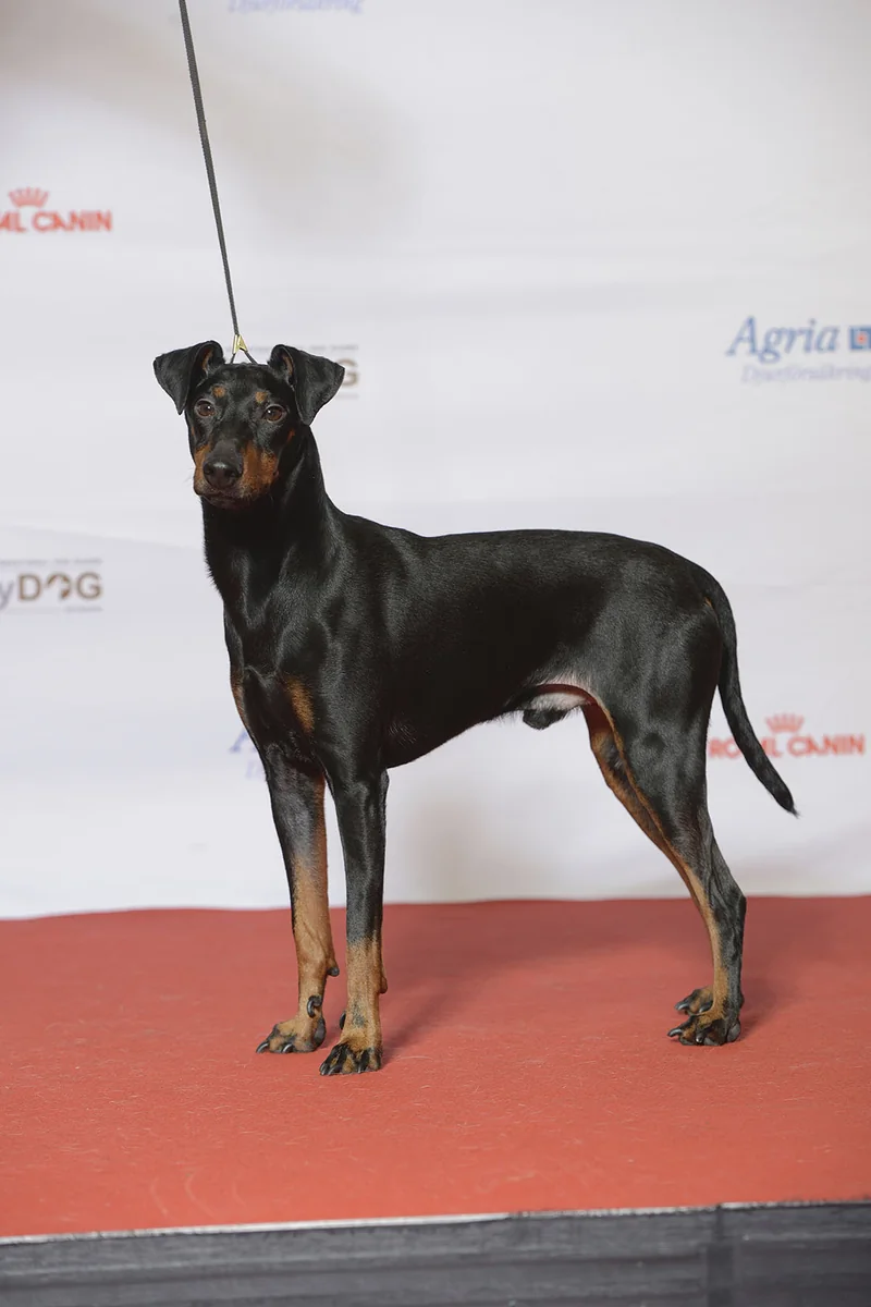 Manchester Terrier dog