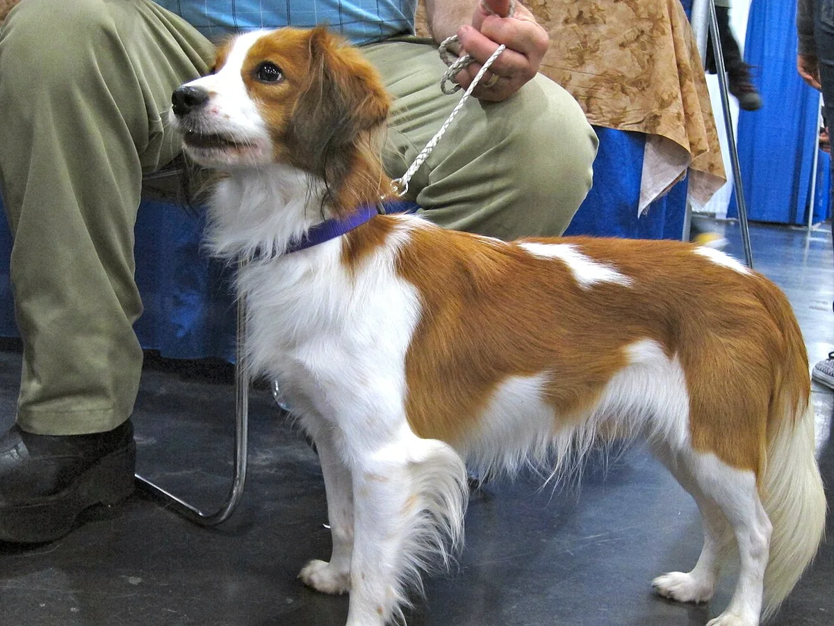 Nederlandse Kooikerhondje dog