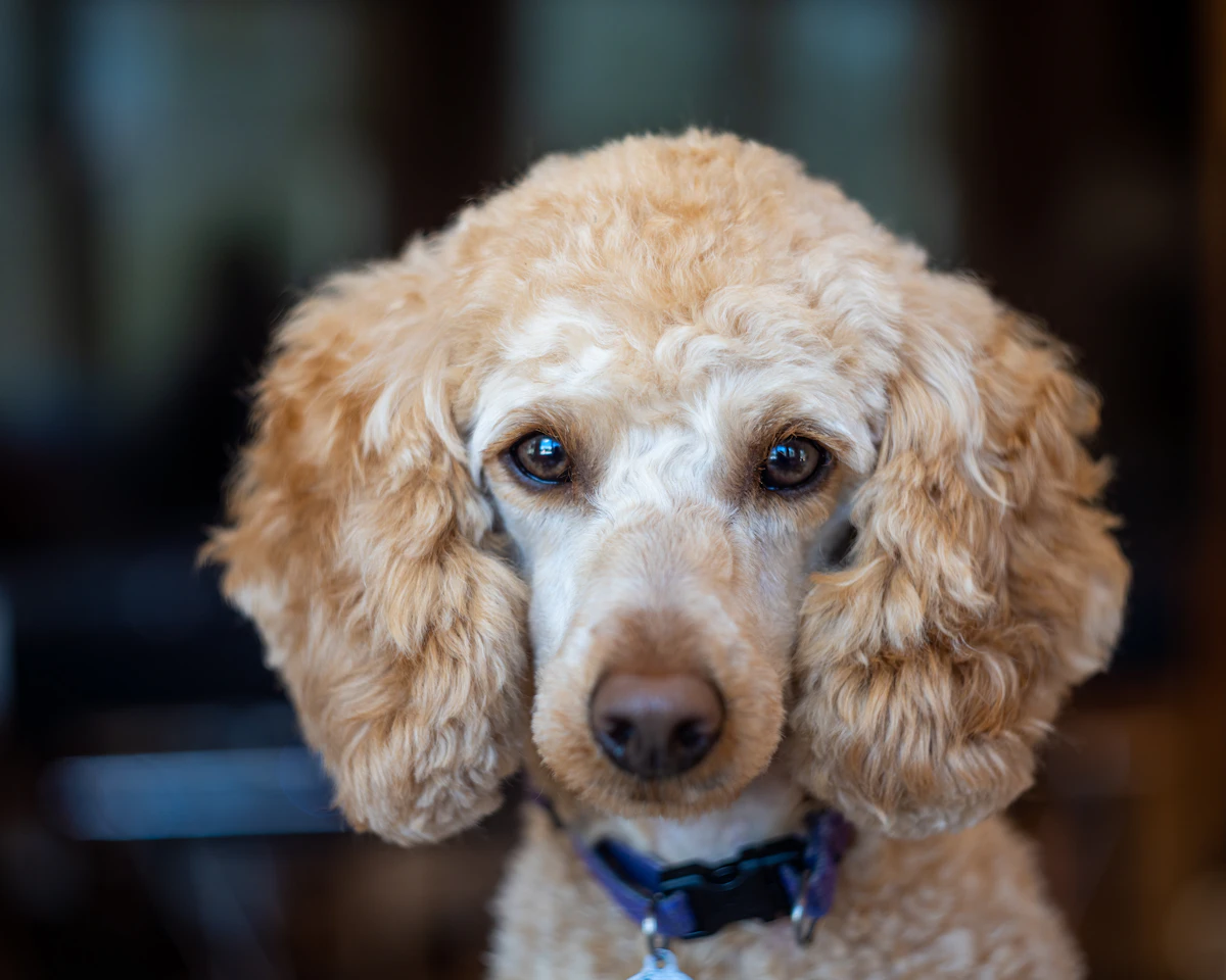 Poodle