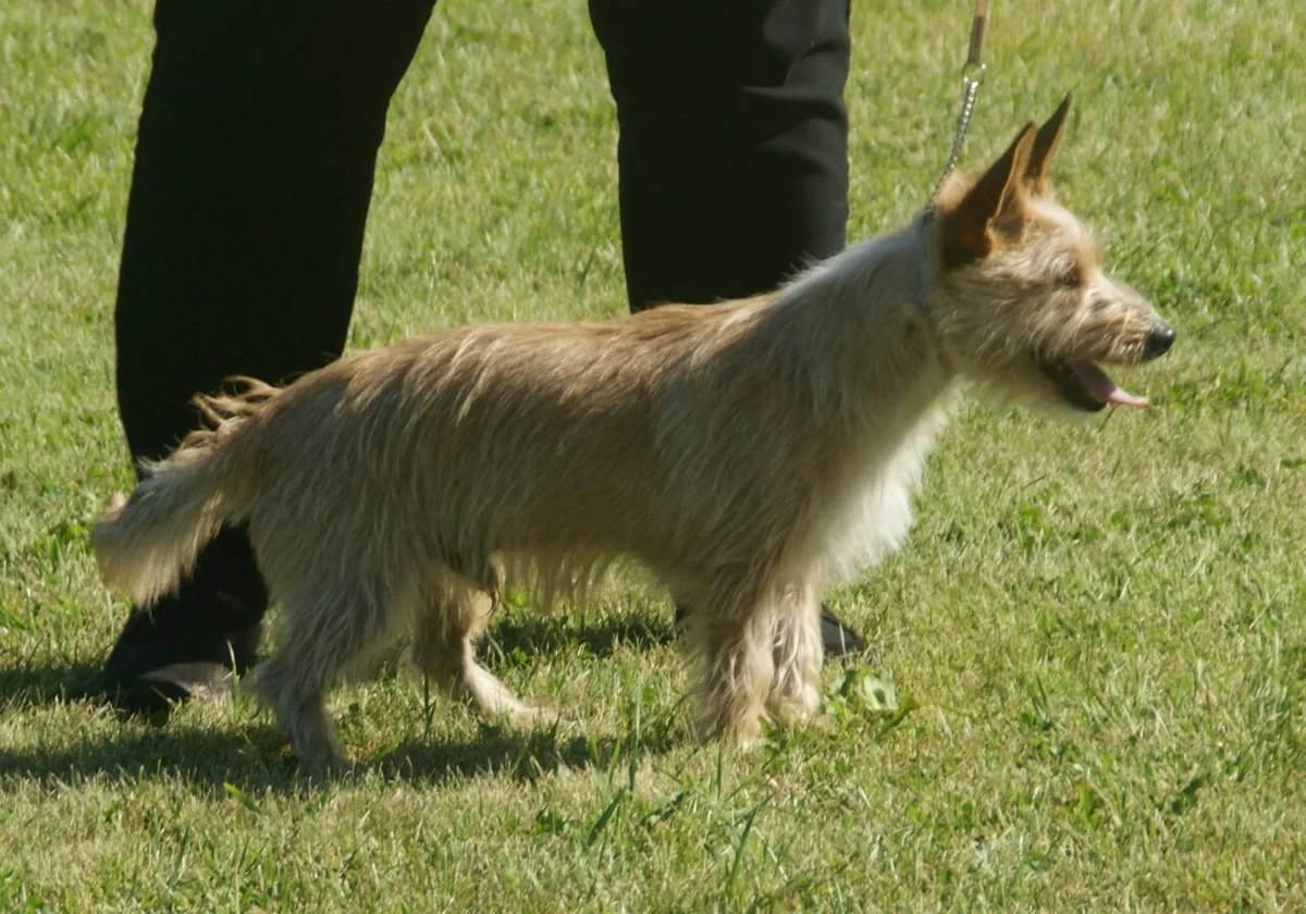 Portuguese Podengo Pequeno dog