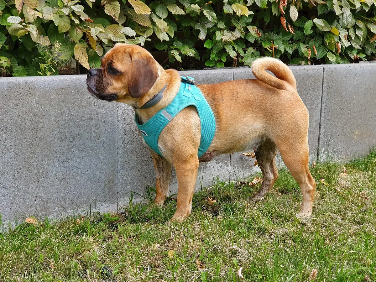 Fawn Puggle standing on grass