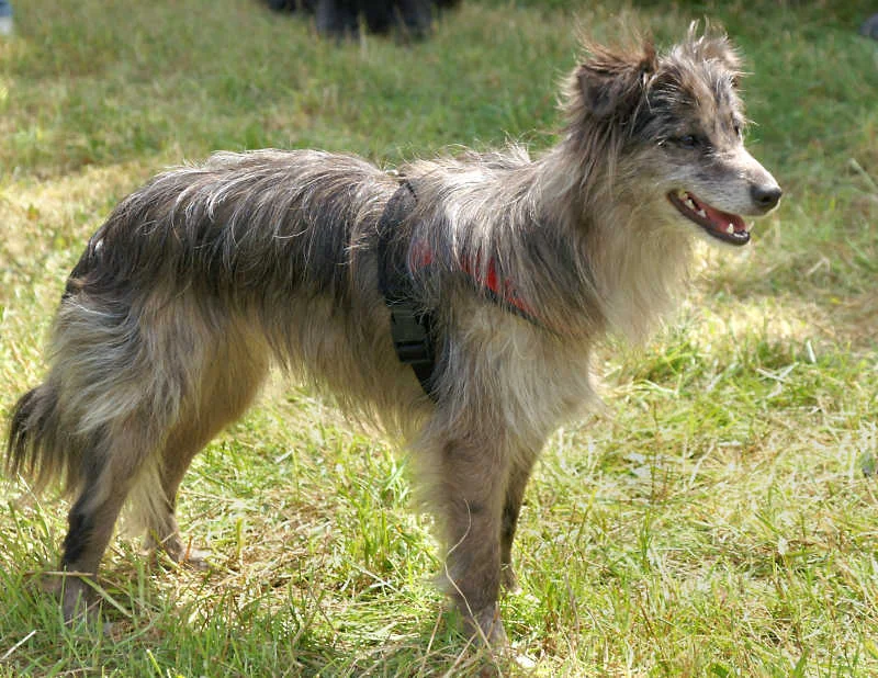 Pyrenean Shepherd dog