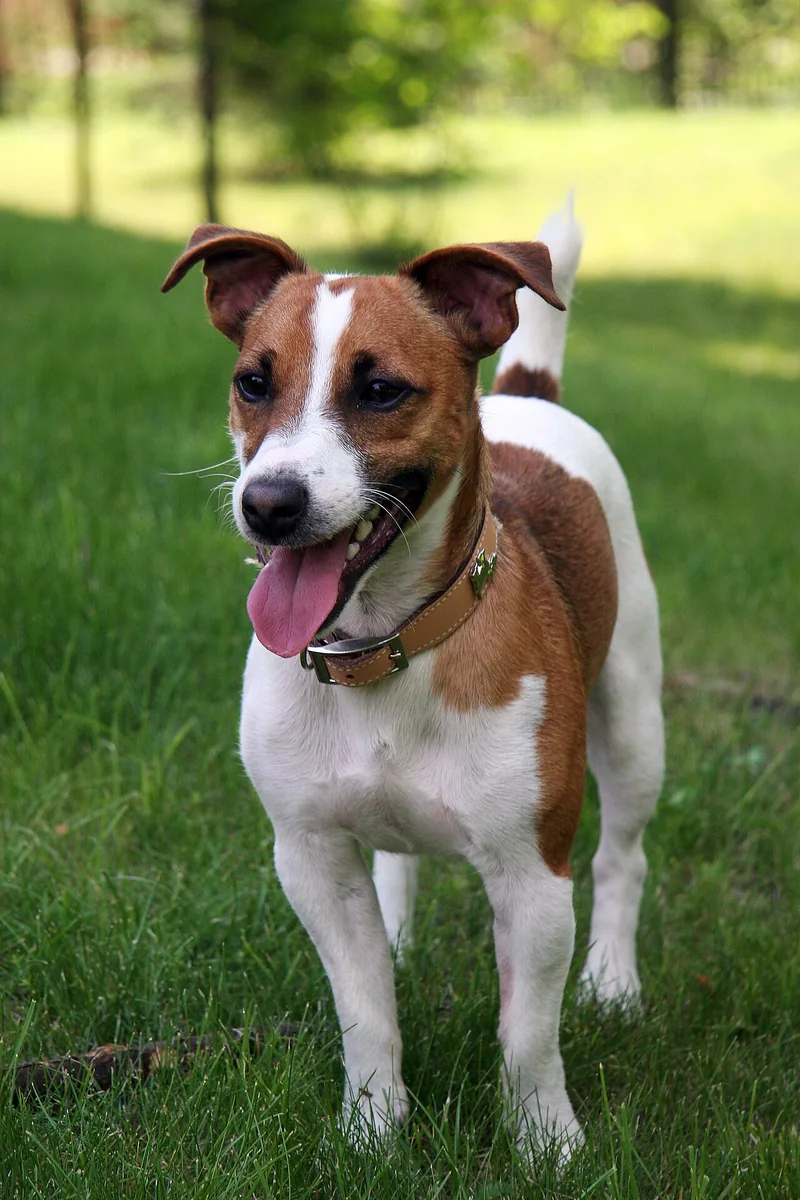 Russell Terrier dog