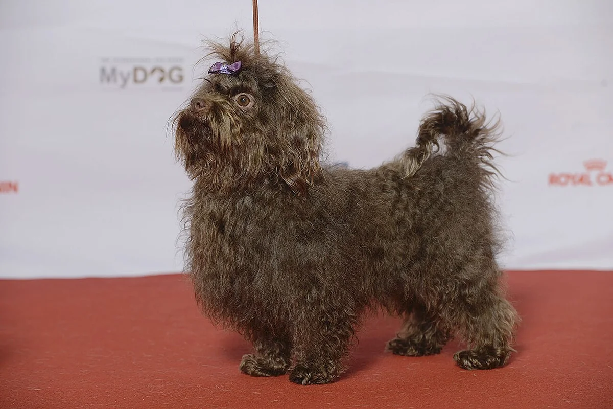 Russian Tsvetnaya Bolonka dog