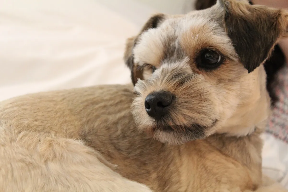 Tan and black Schnoodle resting on a bed