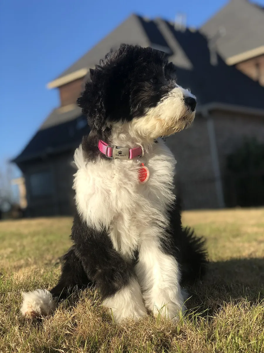 Black and white Sheepadoodle puppy sitting outdoors