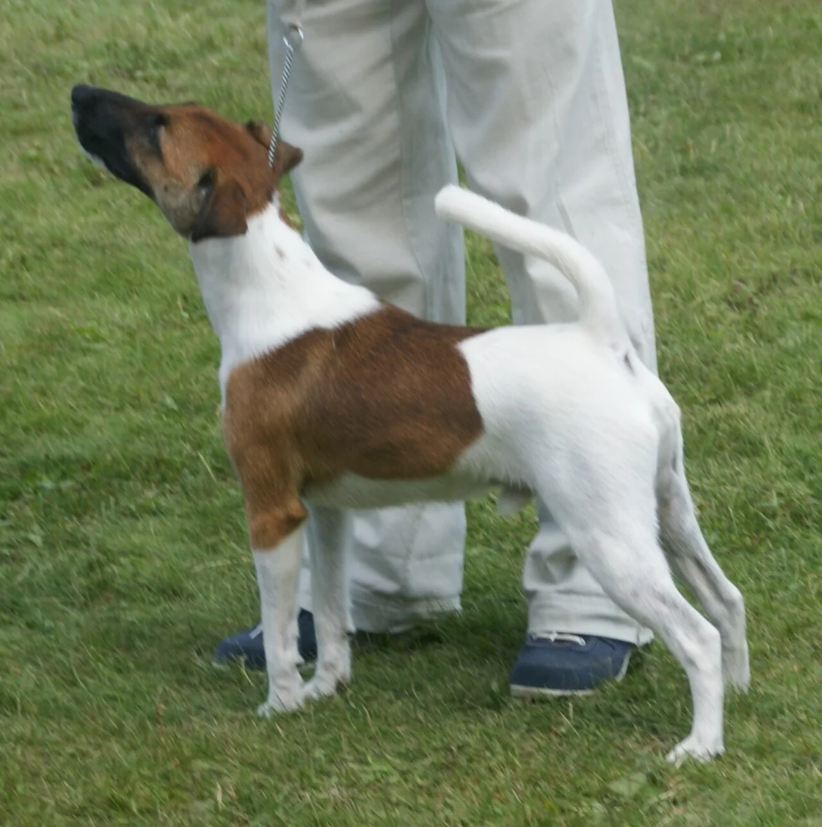 Smooth Fox Terrier dog