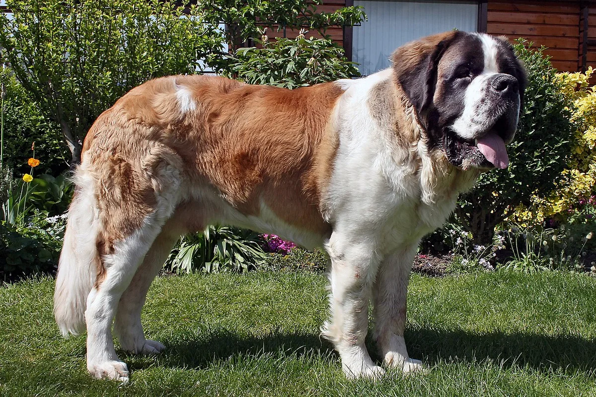 Saint Bernard dog