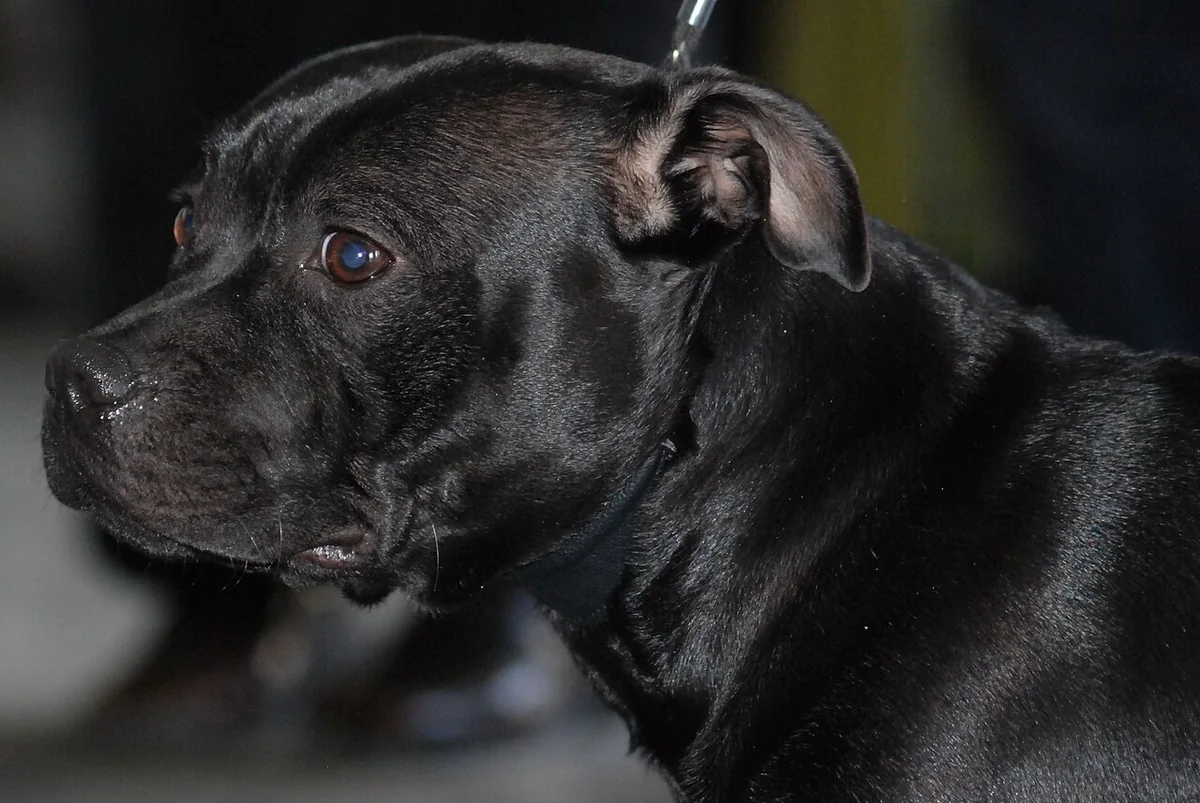 Staffordshire Bull Terrier dog