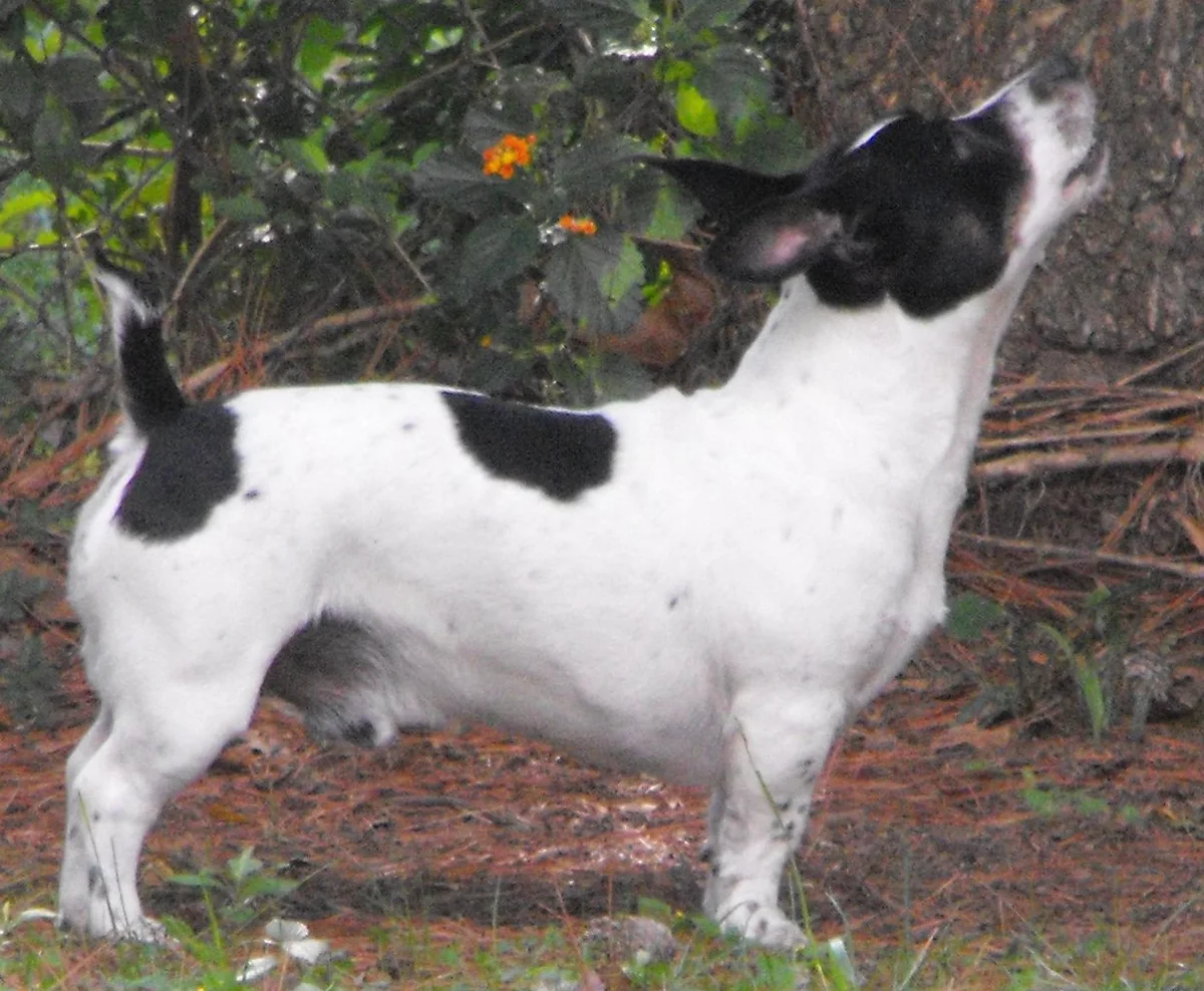 Teddy Roosevelt Terrier dog