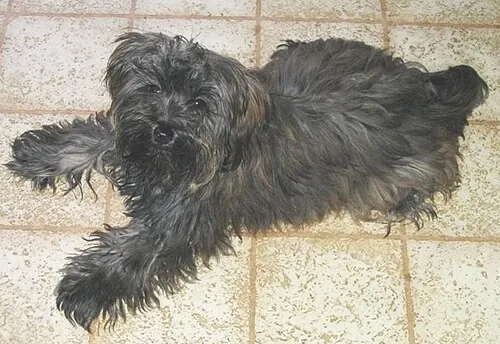Dark-coated Yorkiepoo lying on a tiled floor
